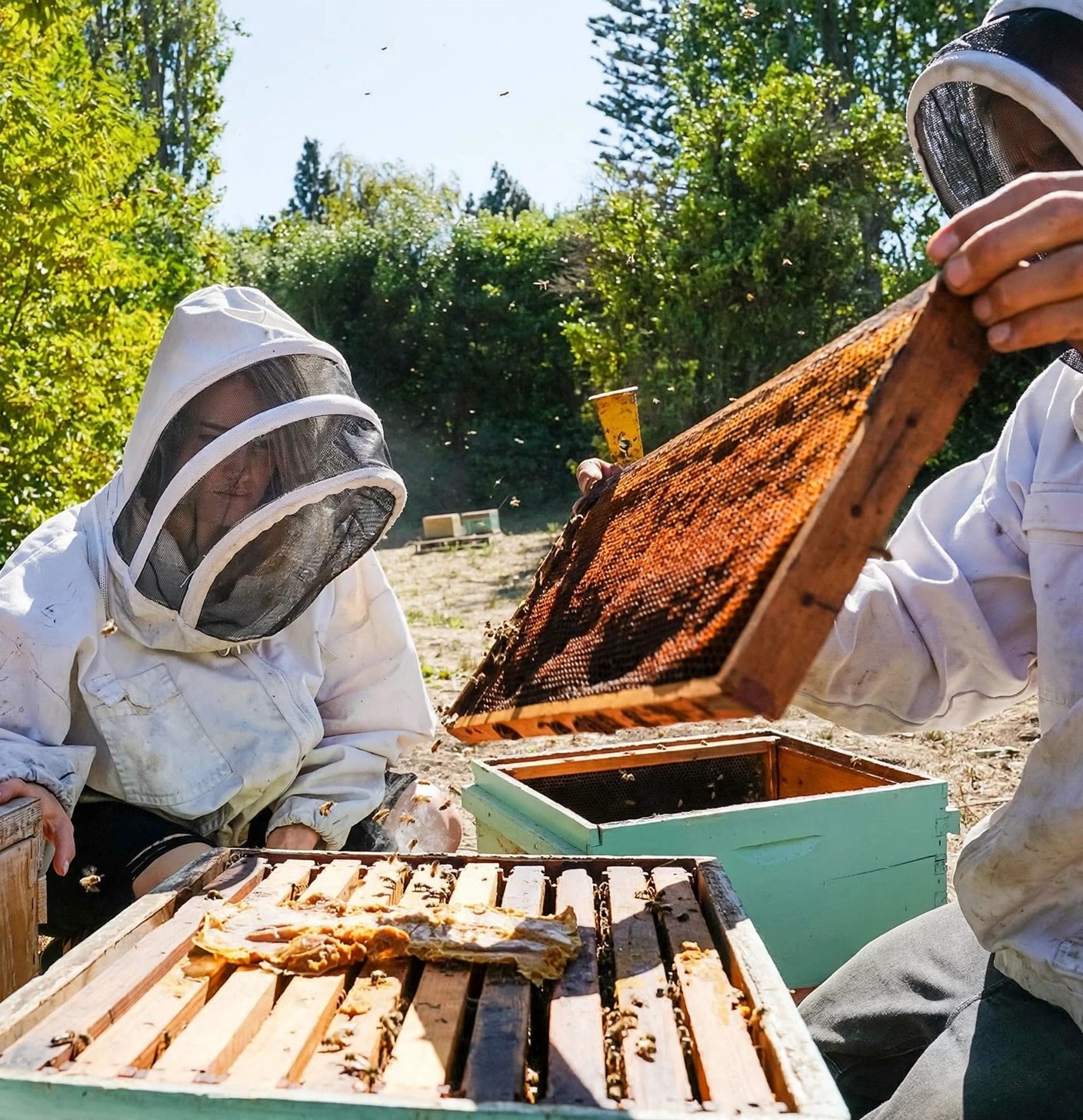 Two beekeepers inspecting a honeycomb frame outside.