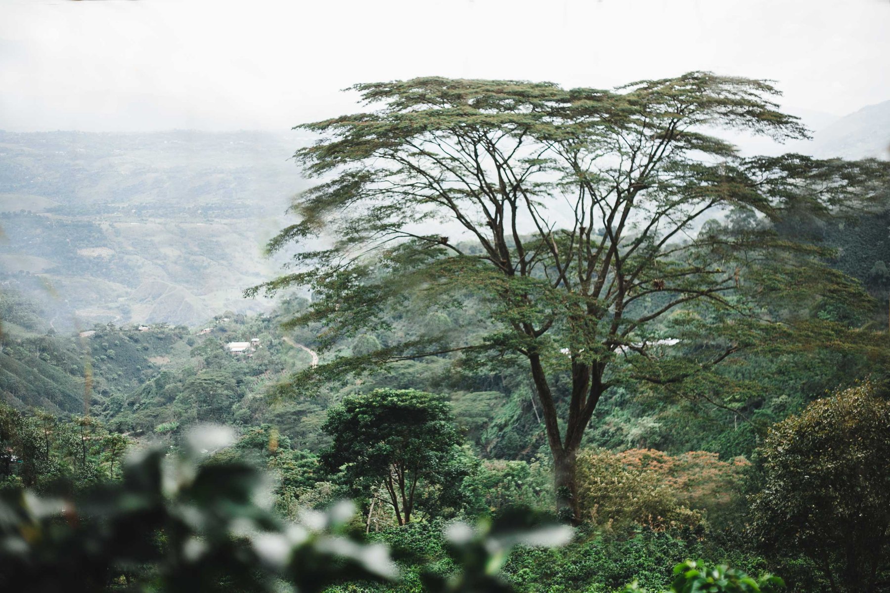 Shade tree rises above lush coffee growing hillsides.