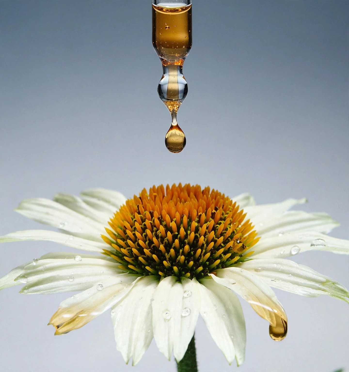 A dropper releases oil above a white echinacea bloom.